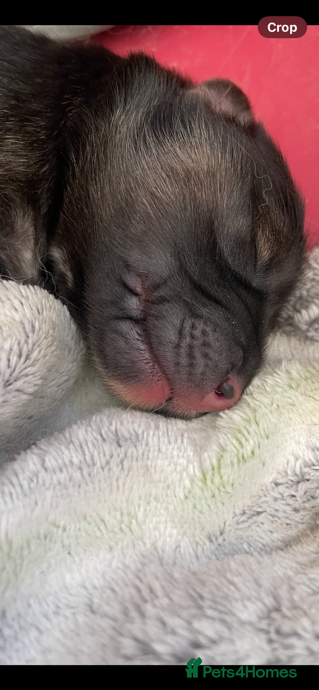 Mixed Breed dogs for sale: Malkita puppies 4 boys  - Image 10