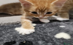 Mixed Breed cats for sale: Lovely kittens for sale  - Image 7