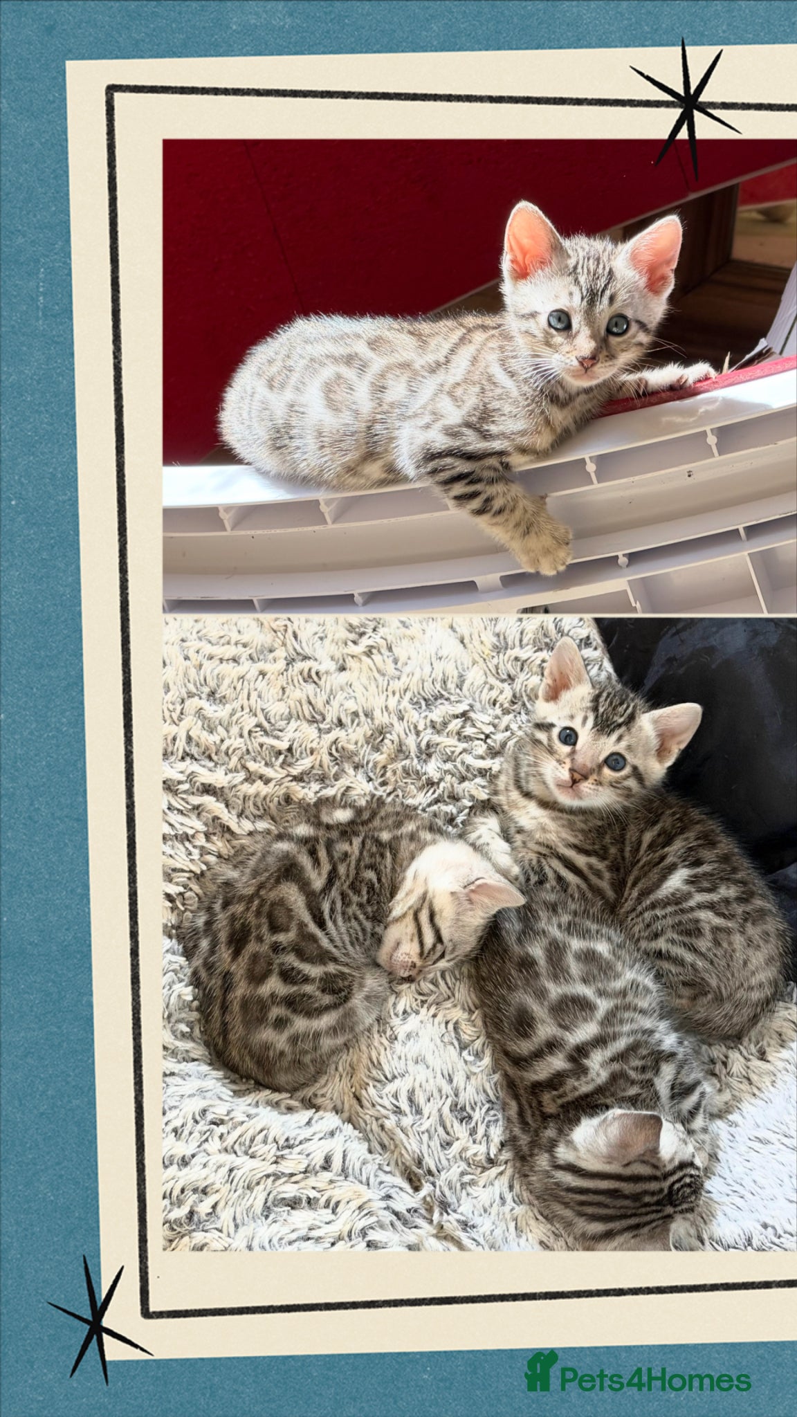 Bengal cats BENGAL 🔥 KITTENS TICA REGISTERED  - Advert 8