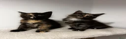 Maine Coon cats for sale: Beautiful Maine Coon Kittens - Advert 18