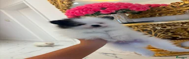 Pomeranian 2