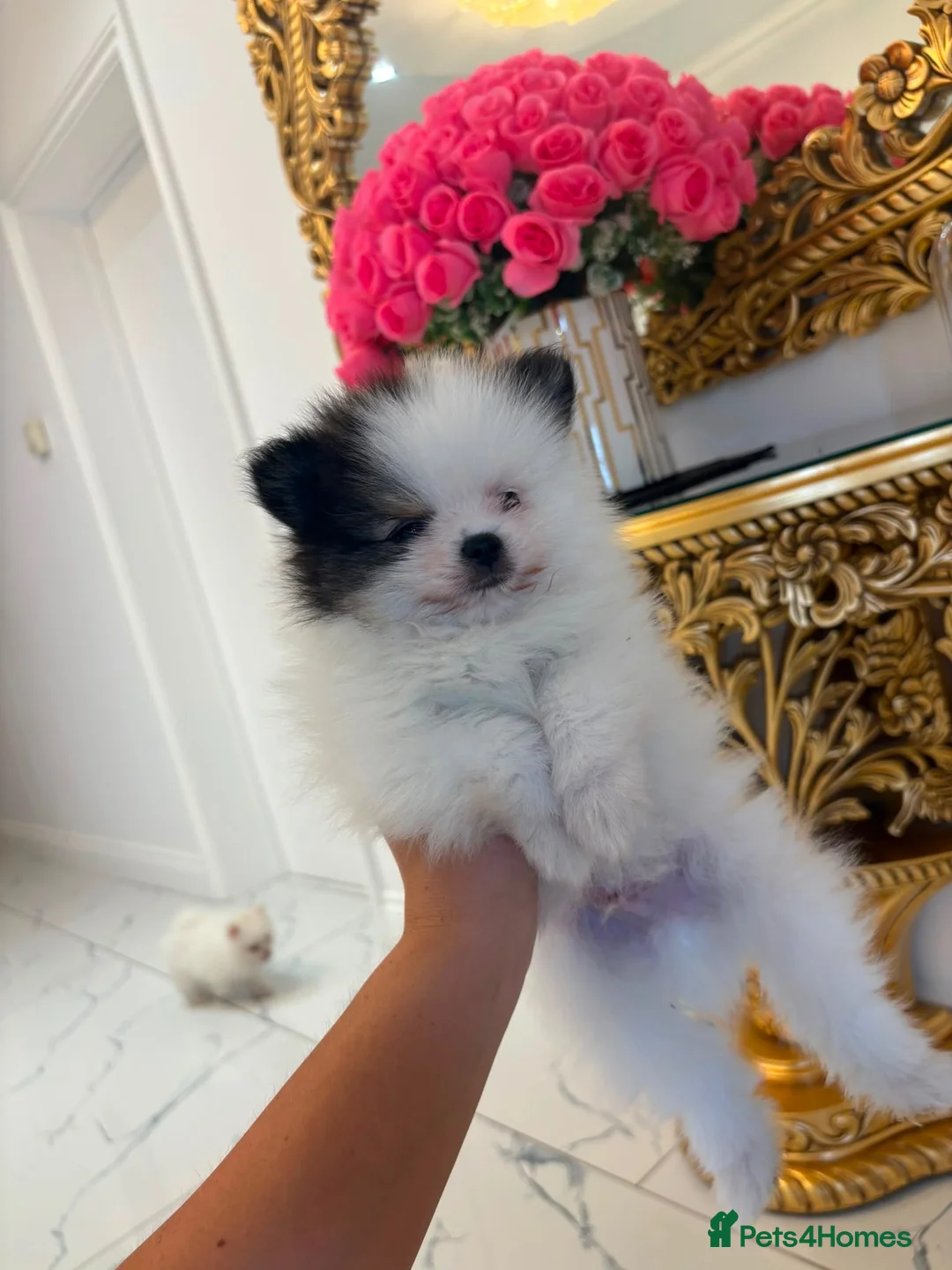 Pomeranian dogs for sale: 🐾STUNNING POMERANIAN PUPPIES 🐾 - Advert 15