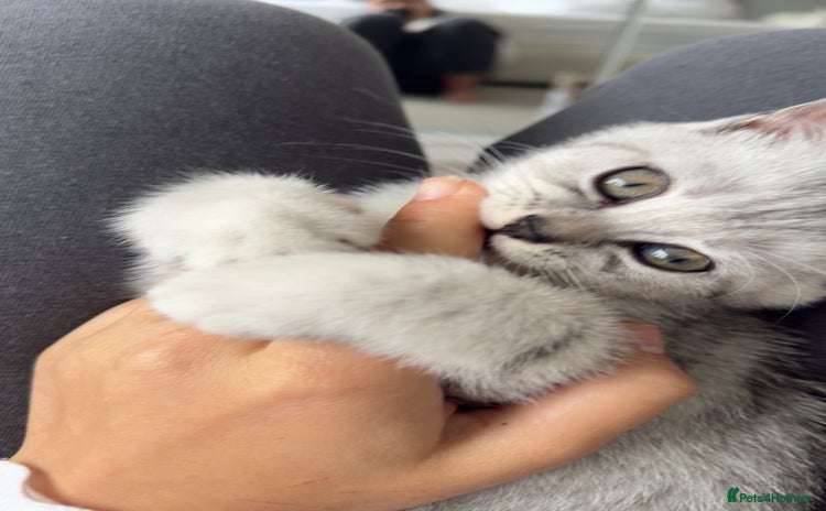 British Shorthair cats - Advert 5