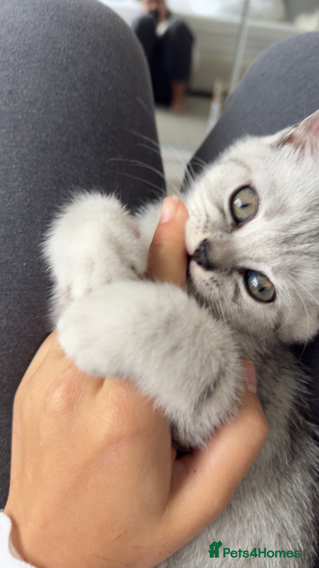 British Shorthair cats for sale: British shorthair adorable Kittens - Image 2