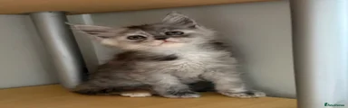 Maine Coon Kitten 3