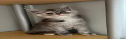 Maine Coon cats for sale: Beautiful Maine Coon babies  - Advert 6