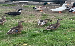Ducks poultry for sale: Mixed ducks for sale  - Image 2