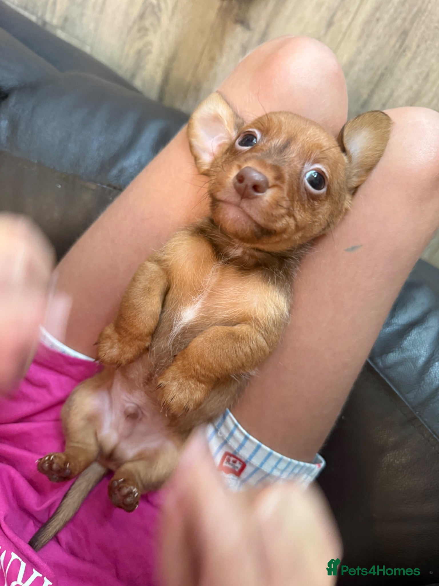 Jackshund dogs Tiny beautiful Jackhund puppies 🐶  - Advert 1