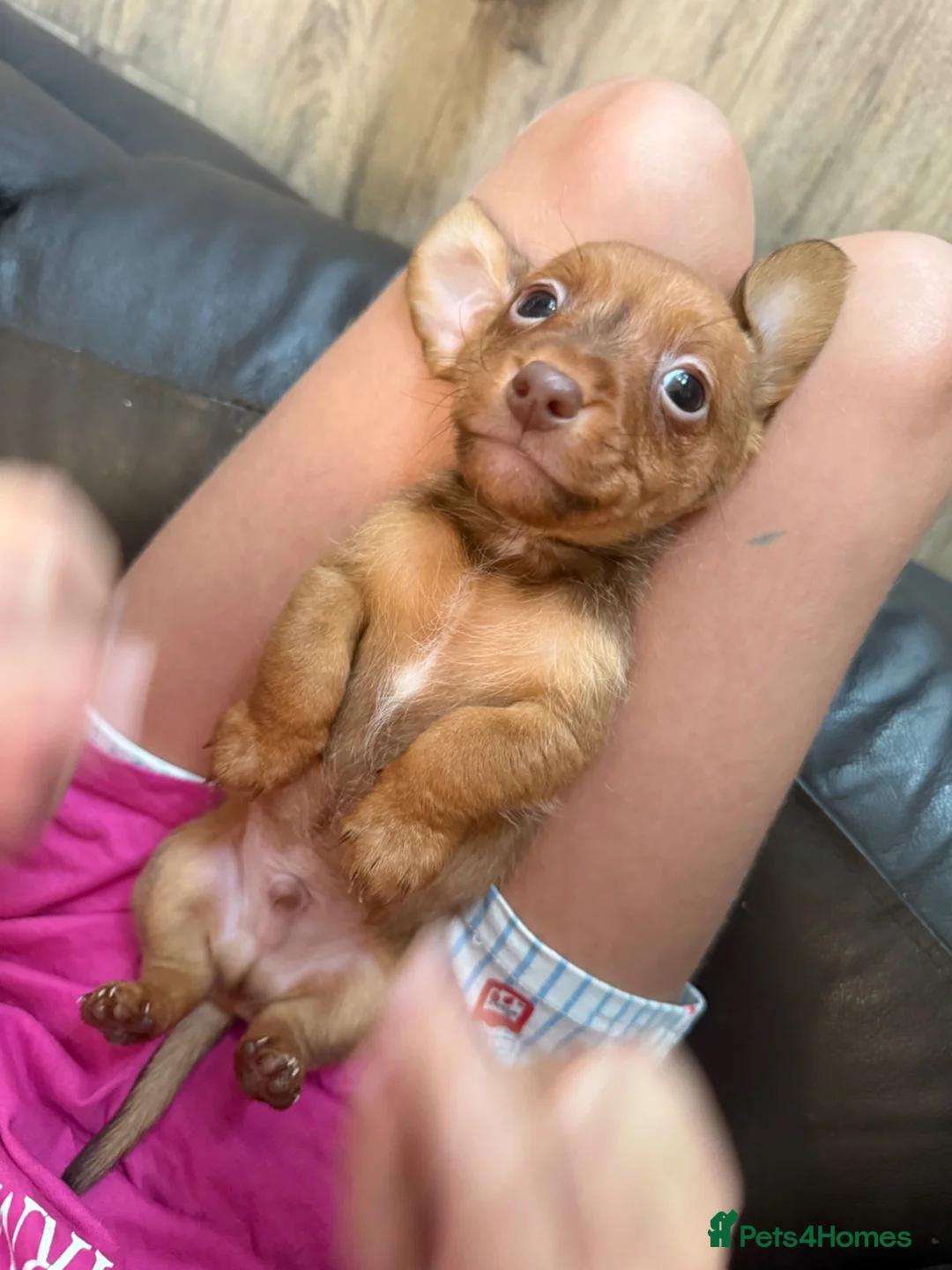Jackshund dogs for sale: Tiny beautiful Jackhund puppies 🐶  - Advert 1