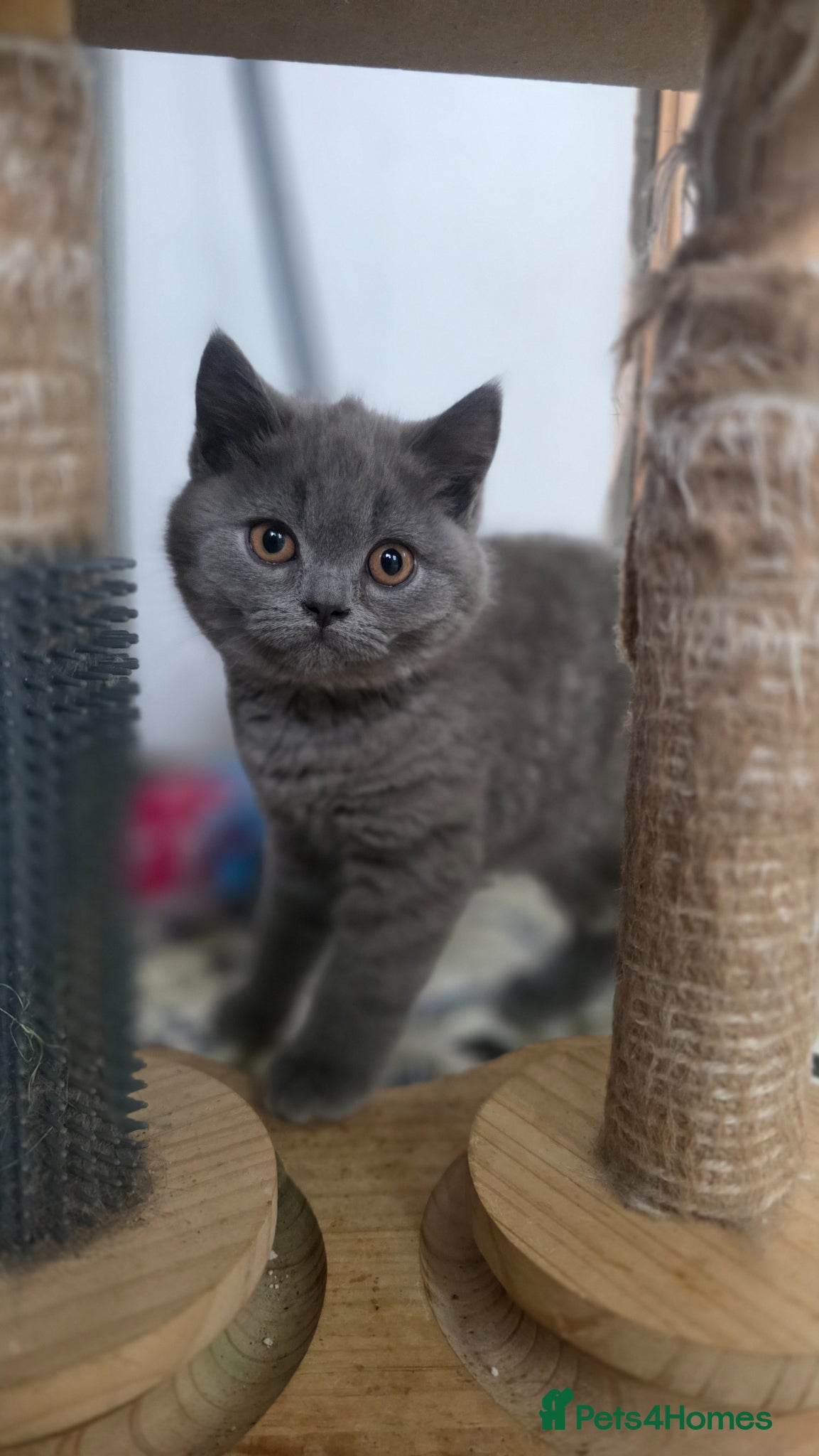 British Shorthair cats for sale: READY British shorthair female kitten  - Advert 1