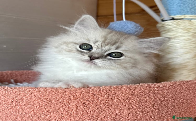 RagaMuffin cats - Advert 1