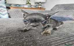 French Bulldog dogs for sale: Gorgeous frenchie pups  - Image 19
