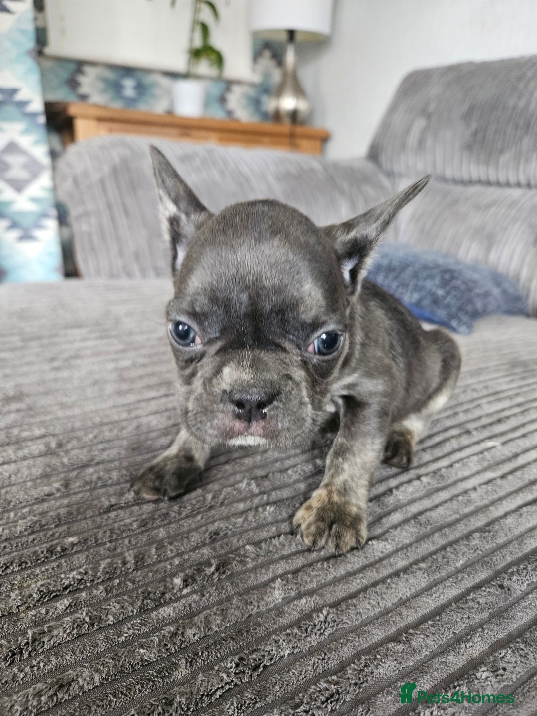 French Bulldog dogs for sale: Gorgeous frenchie pups  - Image 19