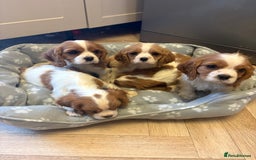 Cavalier King Charles Spaniel dogs for sale: ✨Adorable King Charles Cavalier Puppies✨READY NOW✨ - Advert 29