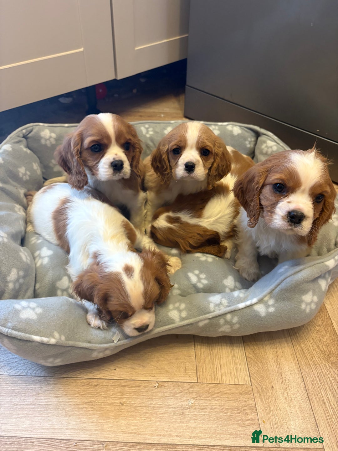 Cavalier King Charles Spaniel dogs for sale: ✨Adorable King Charles Cavalier Puppies✨READY NOW✨ - Advert 29