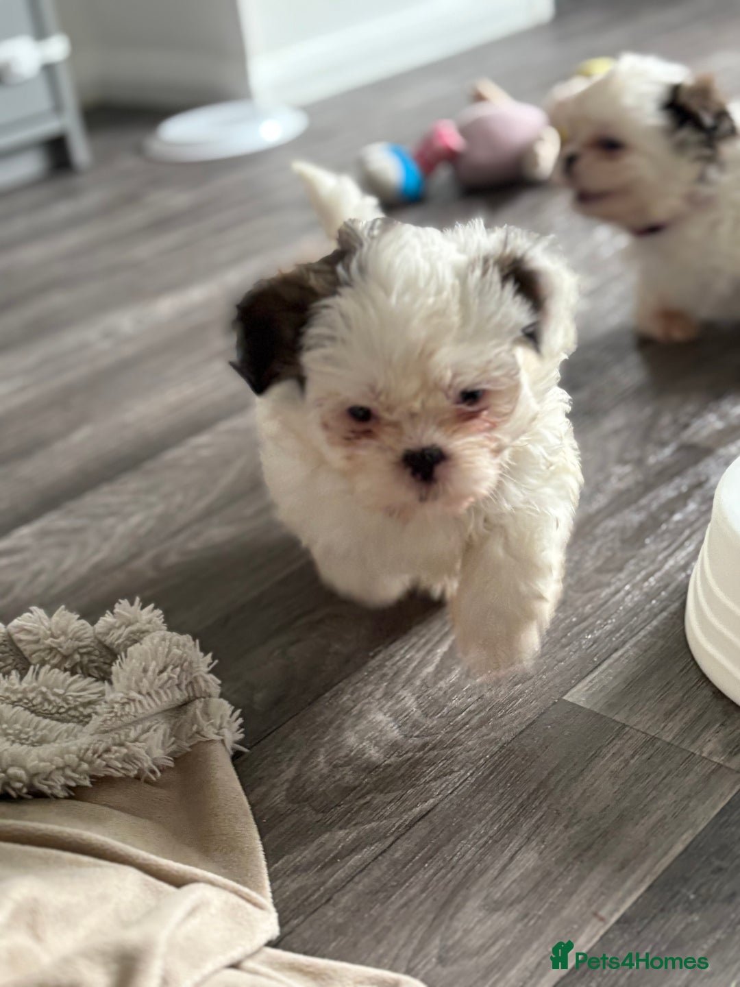 Shih Tzu dogs for sale: 4 Shih tzu girls  - Image 22