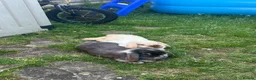 Mixed Breed rabbits for sale: Bobby & Nancy, Female Rabbits  in Sandbach - Advert 5