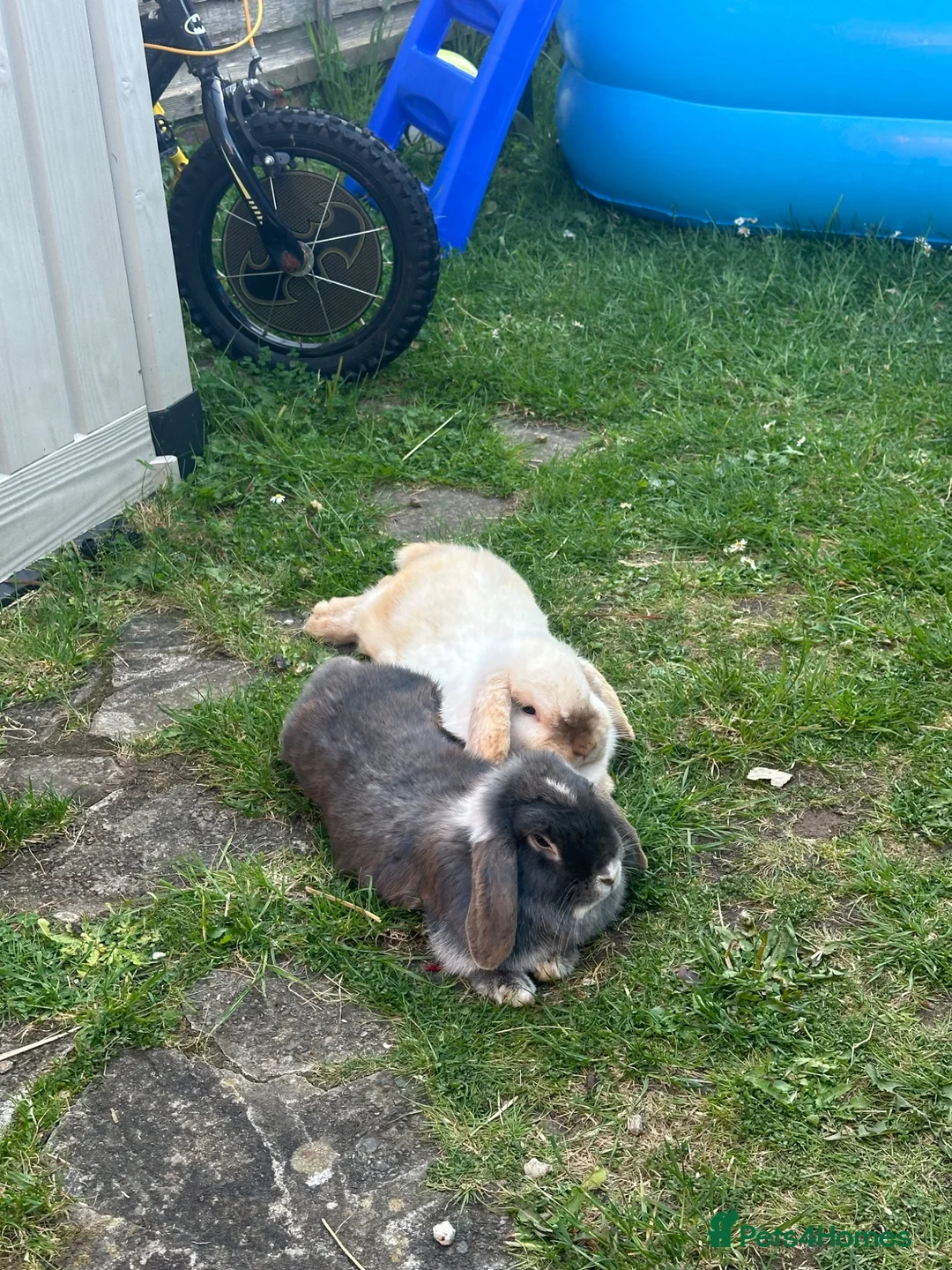 Mixed Breed rabbits for sale: Bobby & Nancy, Female Rabbits  in Sandbach - Advert 5