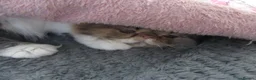Persian cats for sale: Adorable Persian female kitten Ready now - Advert 9