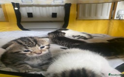 British Shorthair cats for sale: 4 kittens for sale  - Image 31