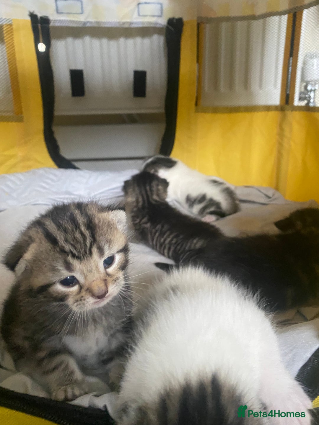 British Shorthair cats for sale: 4 kittens for sale  - Image 31