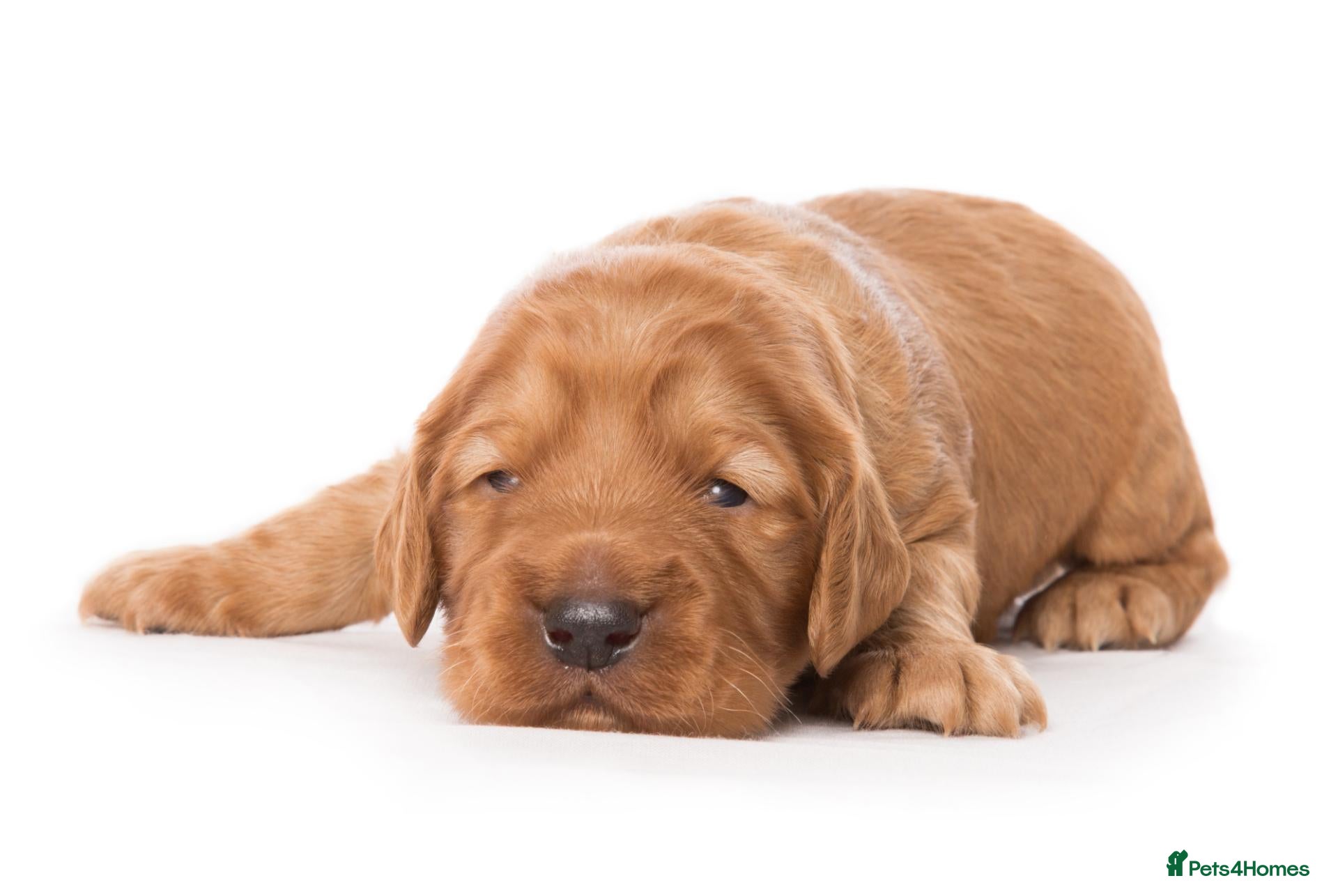 Cockapoo dogs Gorgeous & Adorable F1b Puppies   - Advert 2