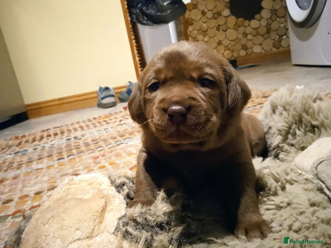 Labrador Retriever dogs for sale: KC CHOCOLATE LABRADORS PUPPIES, H TESTED PARENTS  - Advert 28