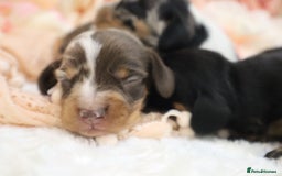 Miniature Dachshund dogs for sale: KC Miniature Dachshund Puppies - Image 21