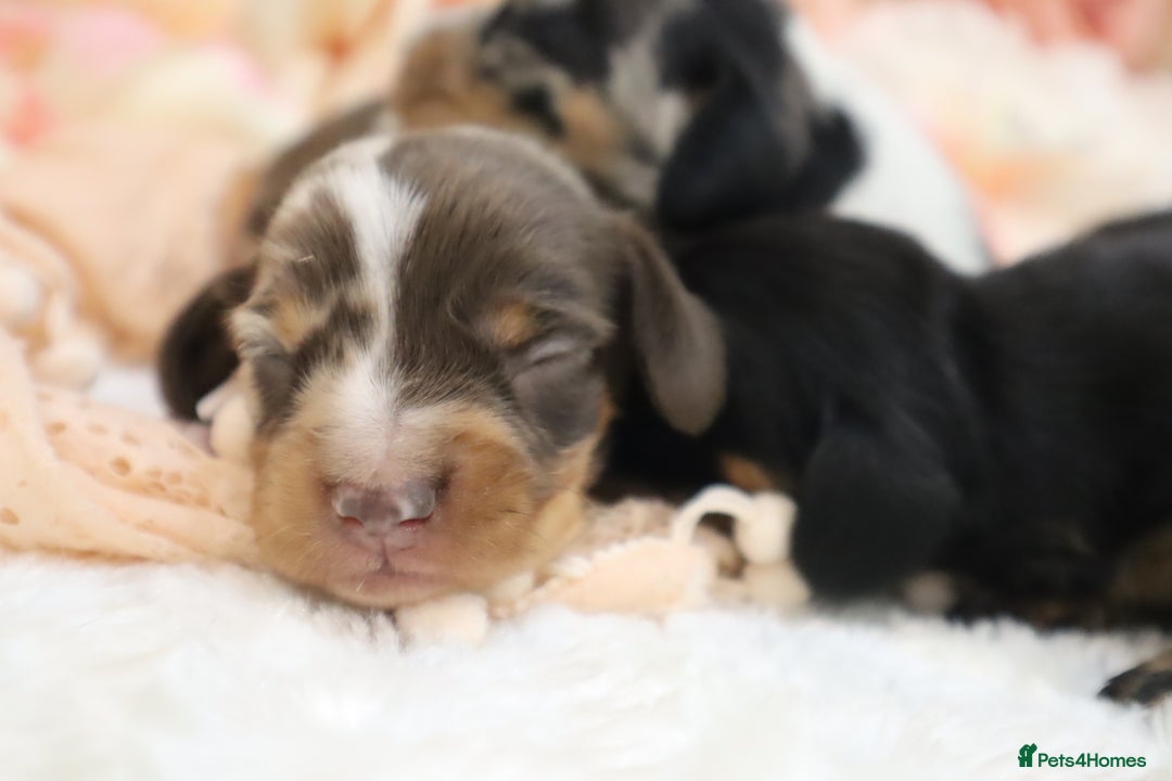 Miniature Dachshund dogs for sale: KC Miniature Dachshund Puppies - Image 21