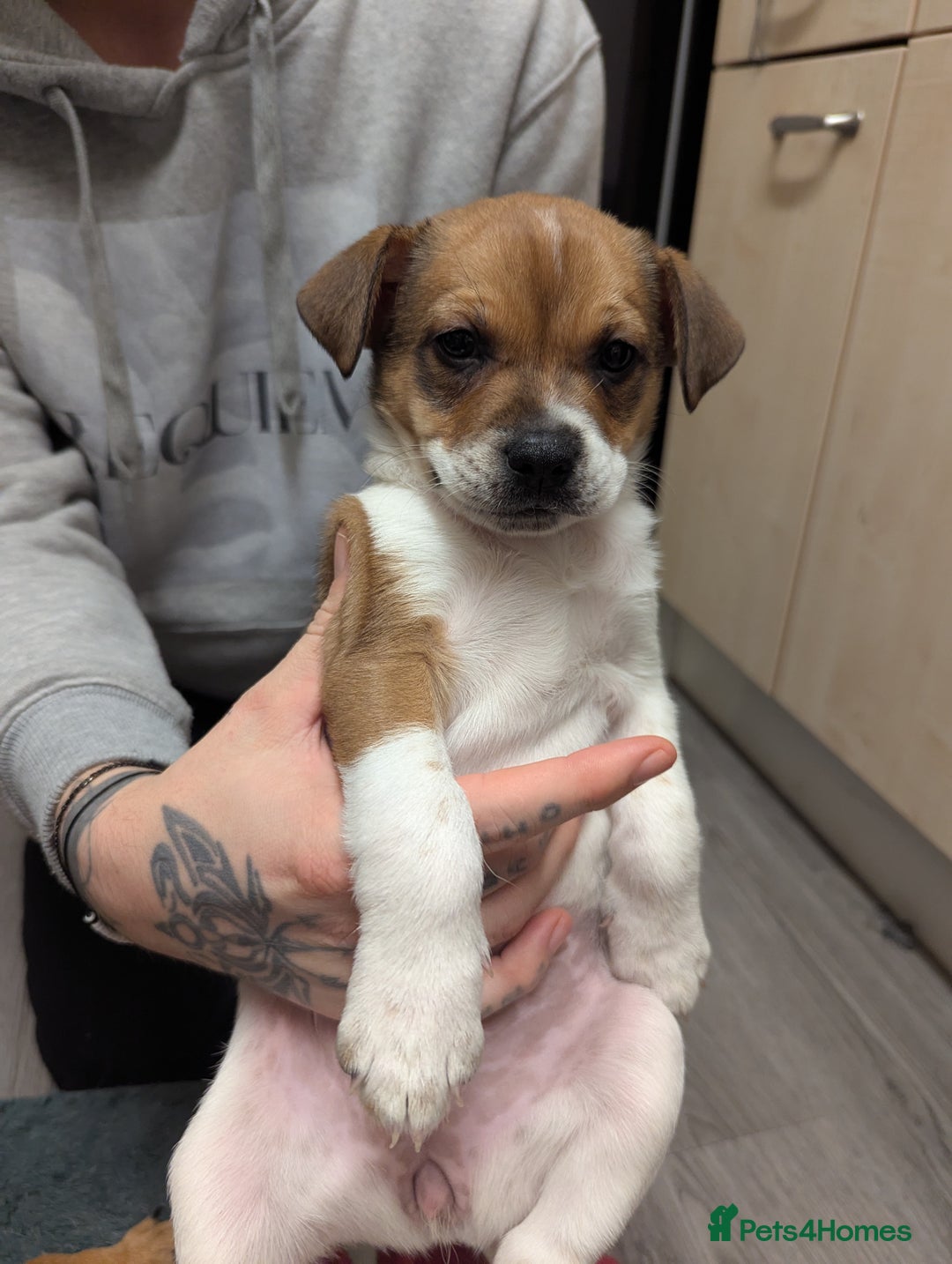 Mixed Breed dogs for sale: German shepherd and jug mixed puppies - Advert 6