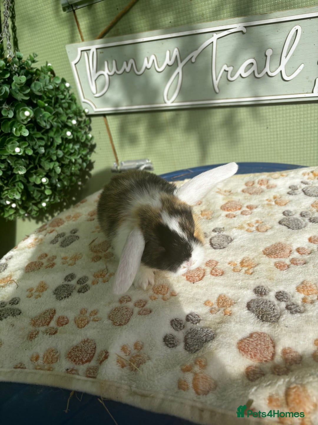 Mini Lop rabbits for sale: ❤️❤️Beautiful minilop bubbies for sale ❤️❤️ - Image 6