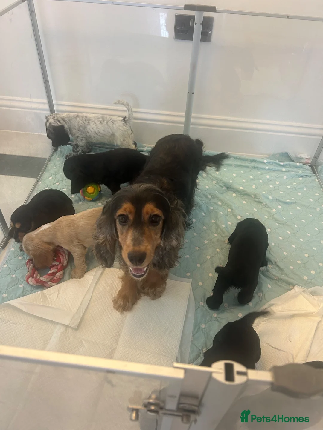 Cocker Spaniel dogs for sale: Beautiful KC Registered Show-Type Puppies - Advert 2