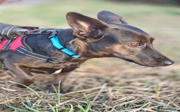 Mixed Breed dogs for adoption: 💖🐶 BUNIA 🐶💖 - Image 14