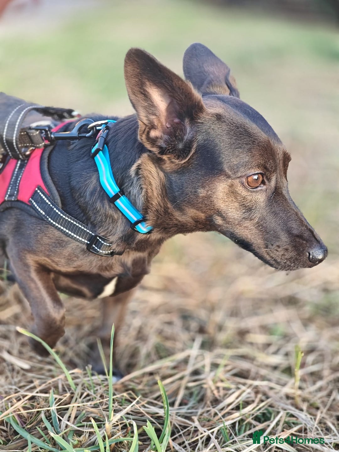 Mixed Breed dogs for adoption: 💖🐶 BUNIA 🐶💖 - Image 14