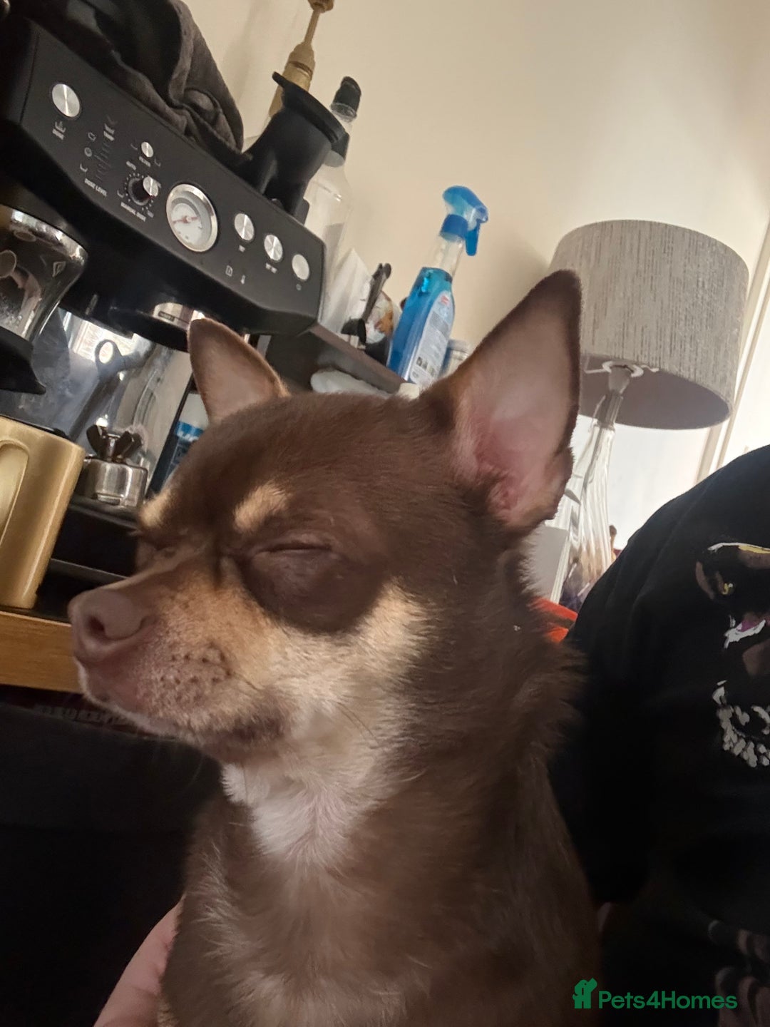 Chihuahua dogs for stud: The boy who never left ….Tommy for Stud - Image 6