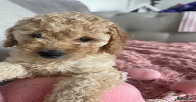 Cavapoo dogs - Advert 2