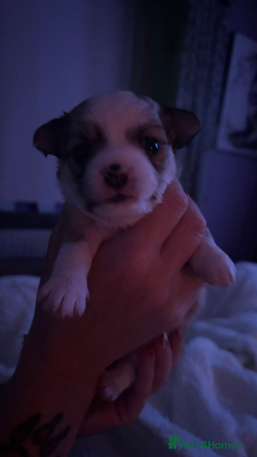 Chihuahua dogs for sale: Beautiful chihuahua girls for sale! - Advert 12