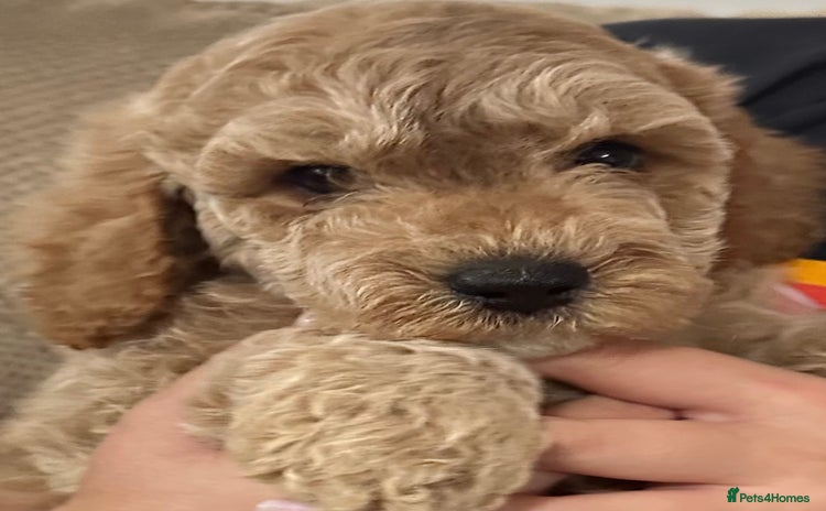 Cockapoo dogs - Advert 3