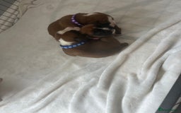 Boxer dogs for sale: Stunning Kc Boxer Puppies - Image 32