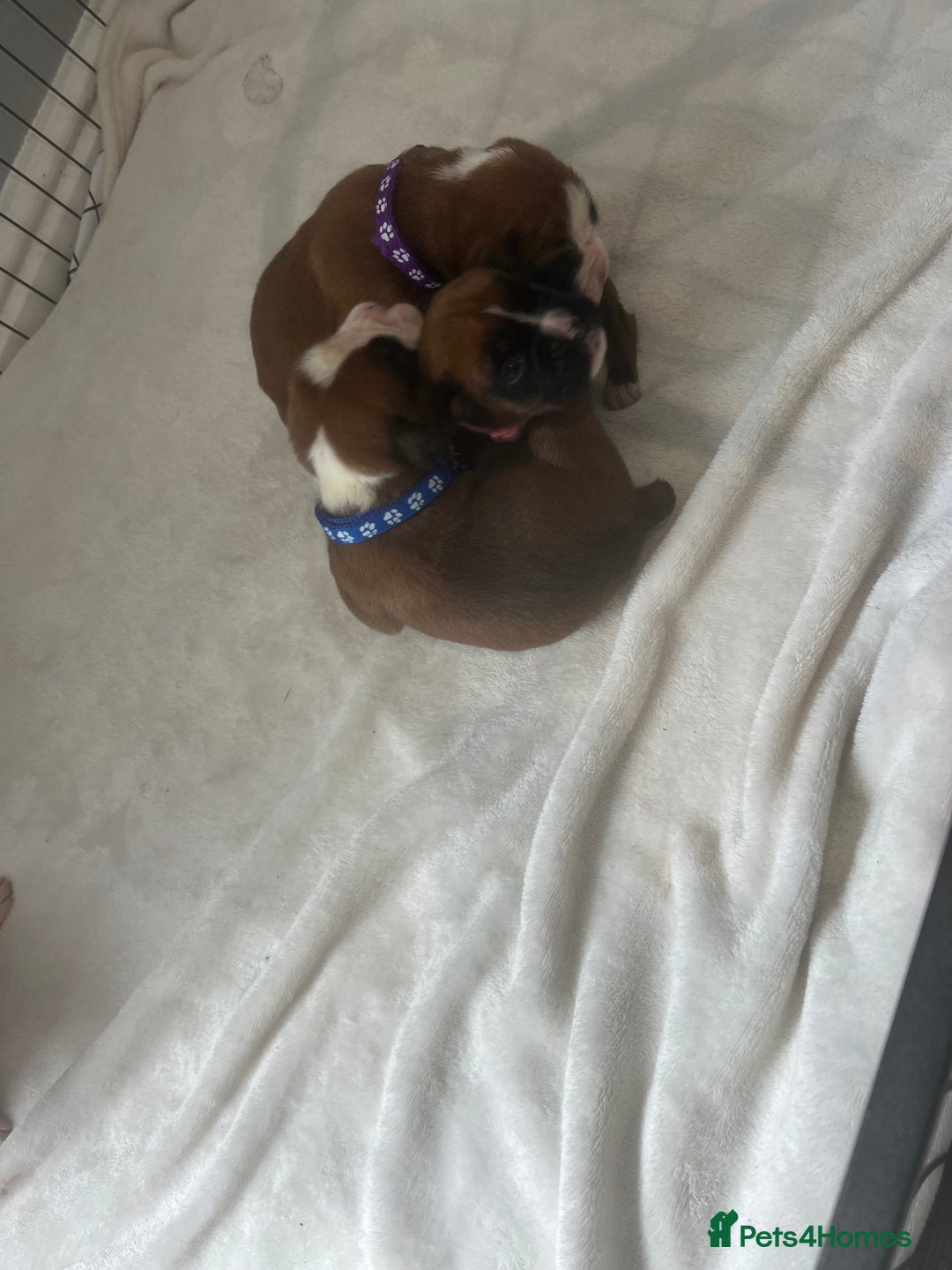 Boxer dogs for sale: Stunning Kc Boxer Puppies - Image 32