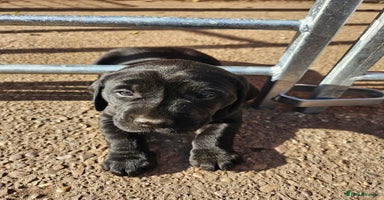 Labrador Retriever dogs - Advert 15