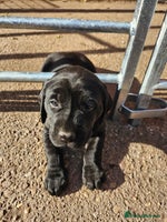 Labrador Retriever dogs - Advert 15