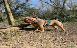 English Bulldog dogs for stud: Fully suited Lilac&Tan English Bulldog Stud😍🔥 in Pontyclun - Image 7