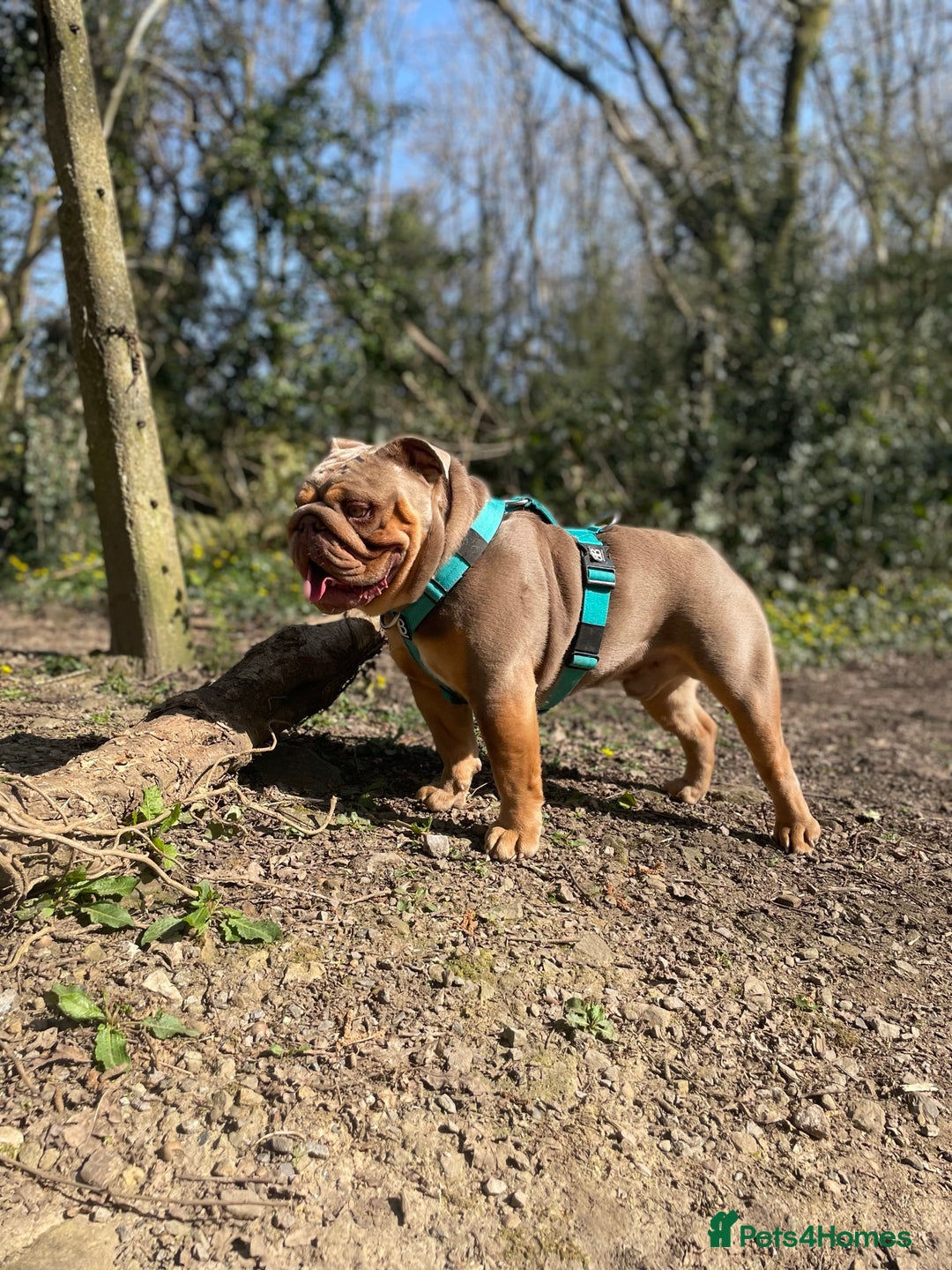 English Bulldog dogs for stud: Fully suited Lilac&Tan English Bulldog Stud😍🔥 in Pontyclun - Image 7