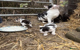 British Shorthair cats for sale: Farm kittens looking for a forever home - Image 6