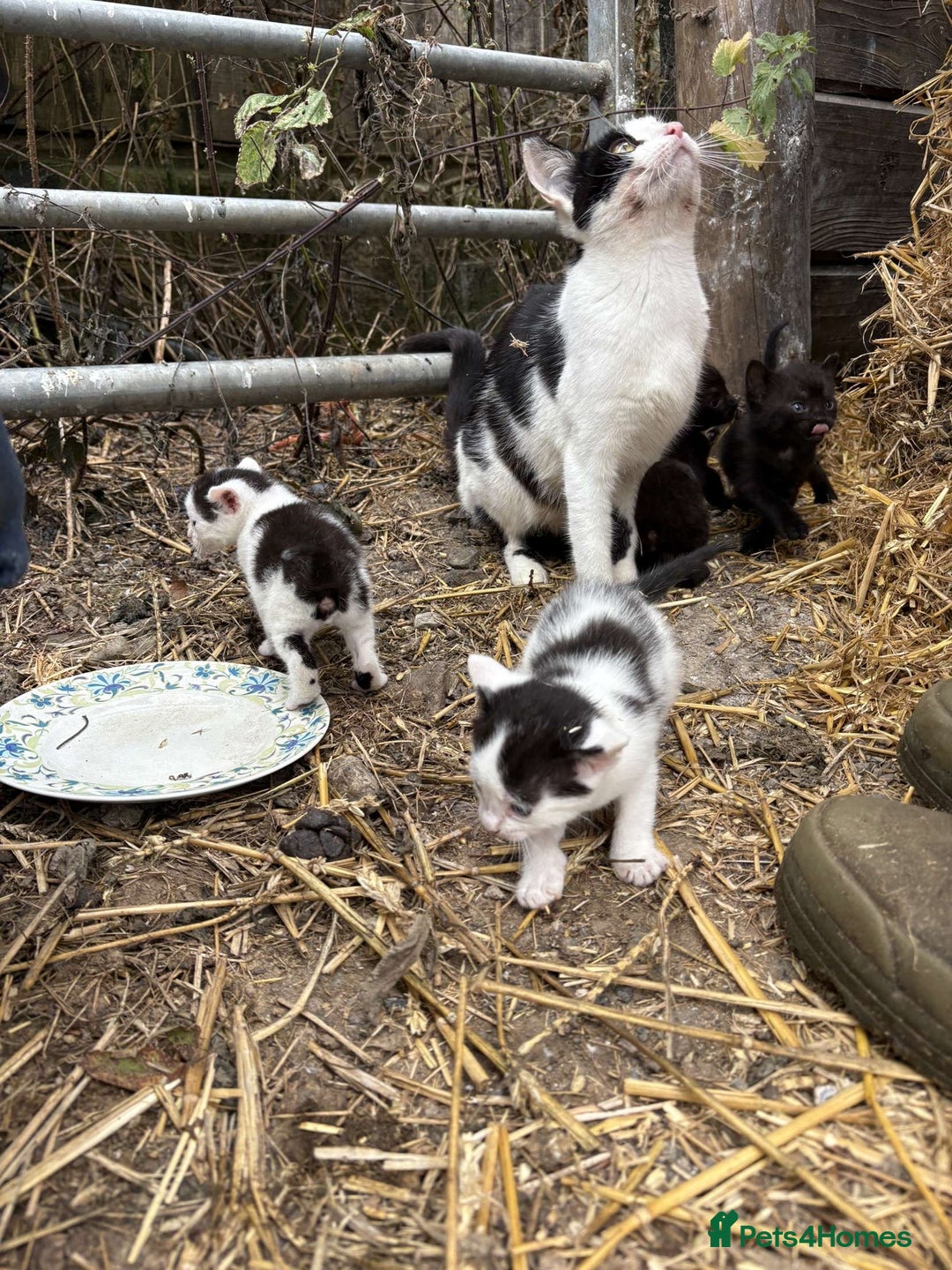 British Shorthair cats for sale: Farm kittens looking for a forever home - Image 6