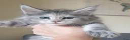 Maine Coon cats for sale: Tica registered Maine Coons  - Advert 23