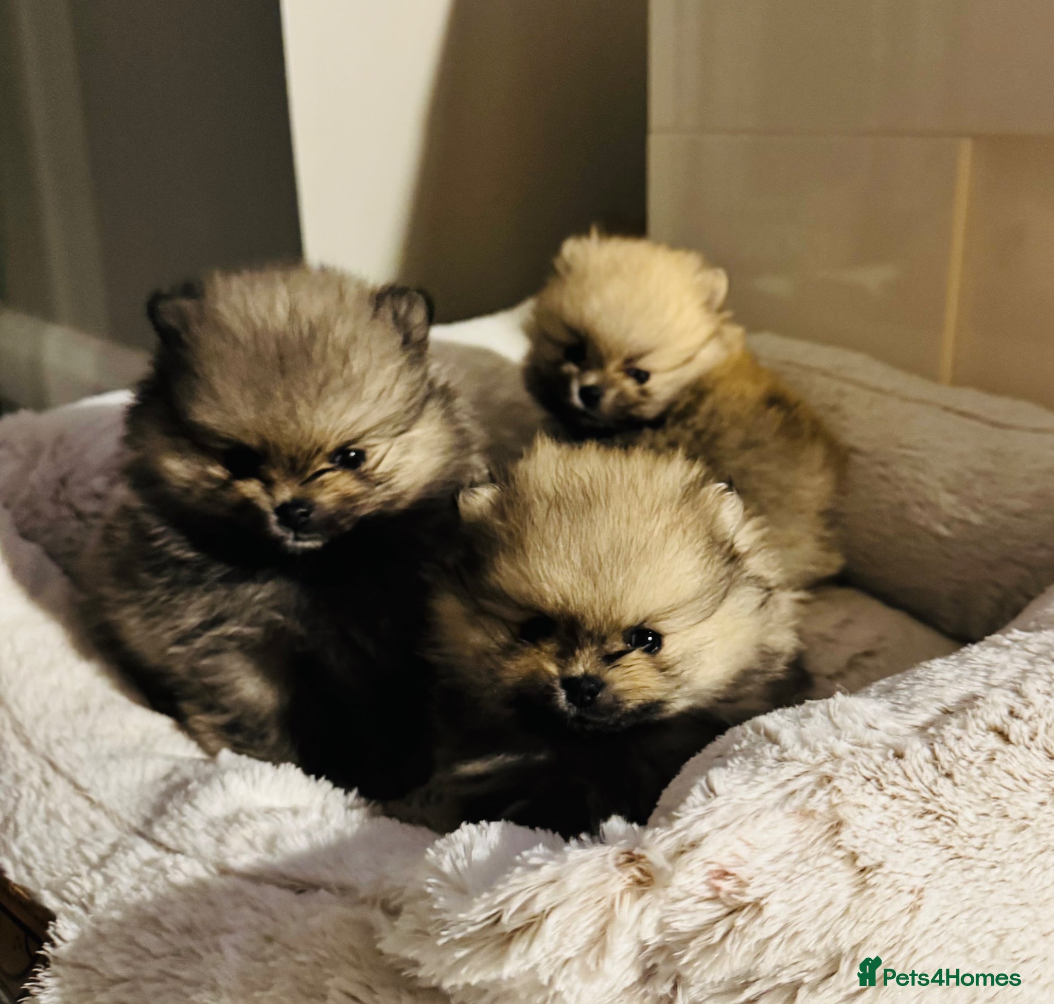 Pomeranian dogs Champion Lines Tiny Teddy Faced Pomeranians  - Advert 7