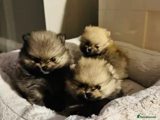 Pomeranian dogs Champion Lines Tiny Teddy Faced Pomeranians - Advert 7
