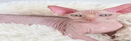 Sphynx cats for sale: Beautiful Canadian Sphynx Kittens Available 💎 - Advert 30